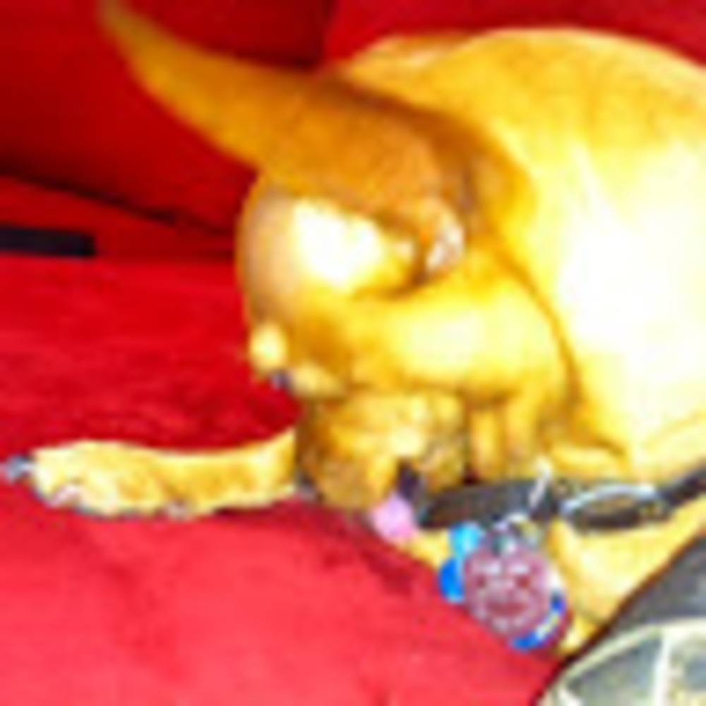 Meet your Posher, Emma